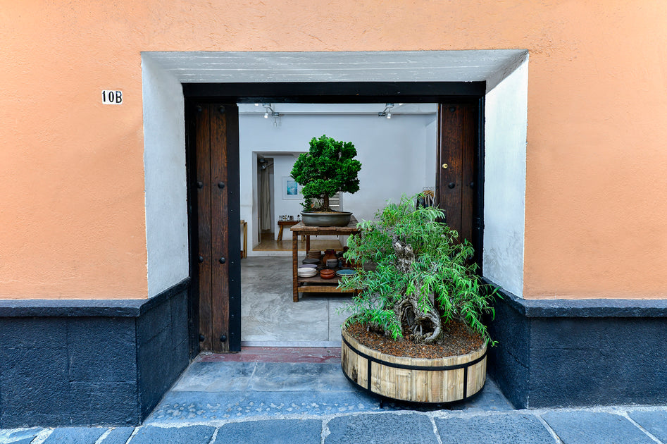 Centro Holístico Shenji Kai & Tienda Bonsái CDMX