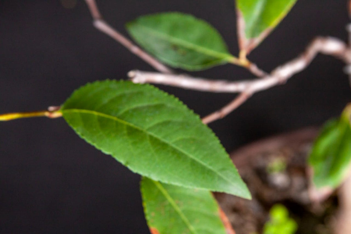 Prunus salicifolia (Capulin) Shenji Kai