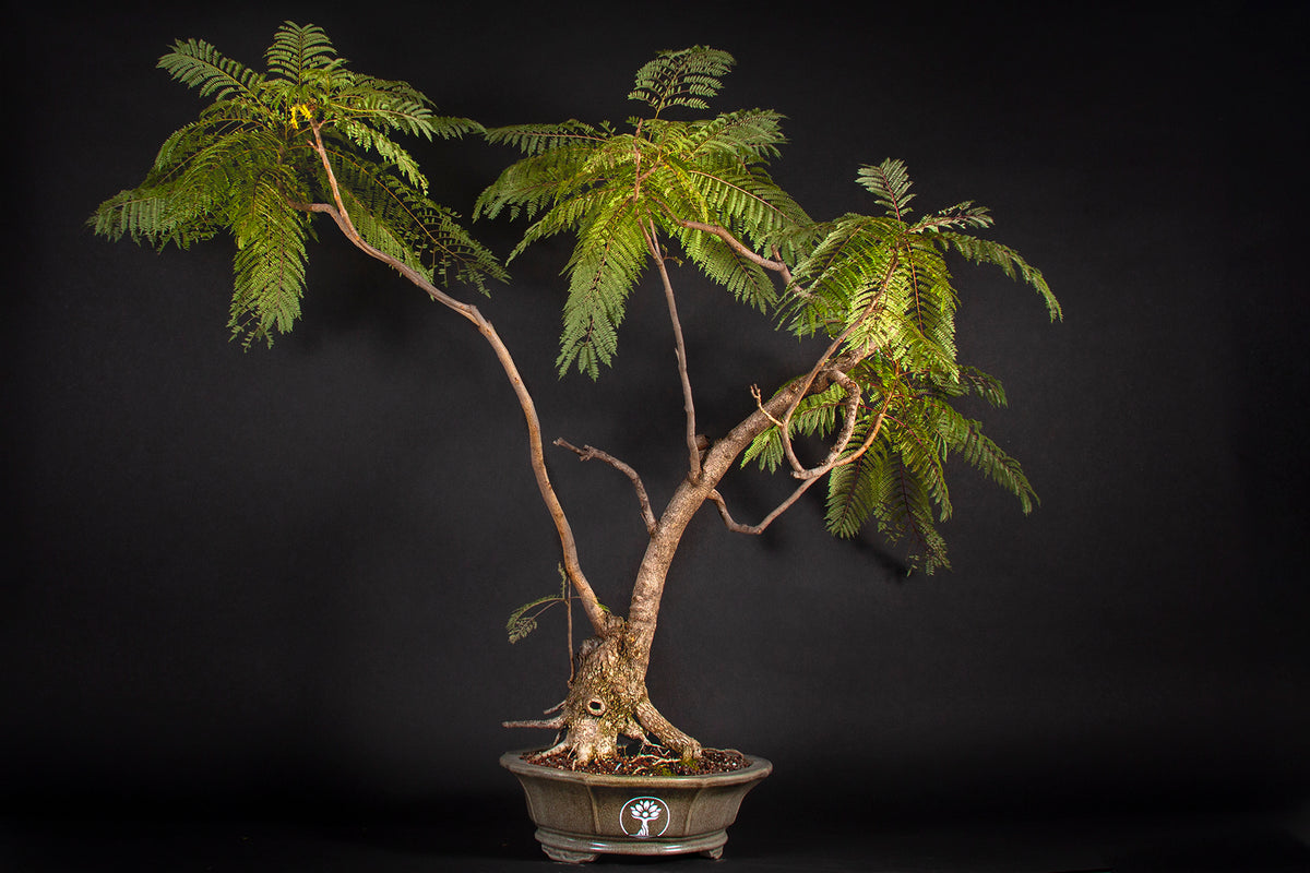Bonsái de Jacaranda Árbol Nacional • (盆栽) Shenji Kai