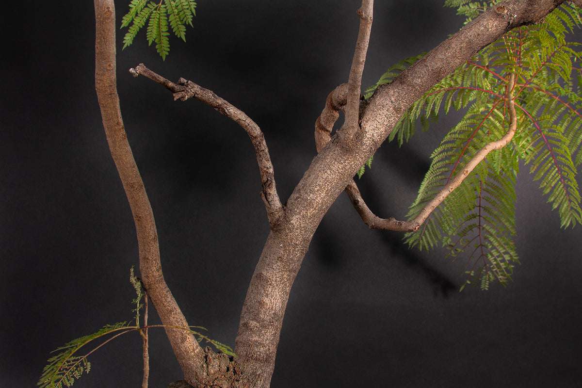 Bonsái de Jacaranda Árbol Nacional • (盆栽) Shenji Kai