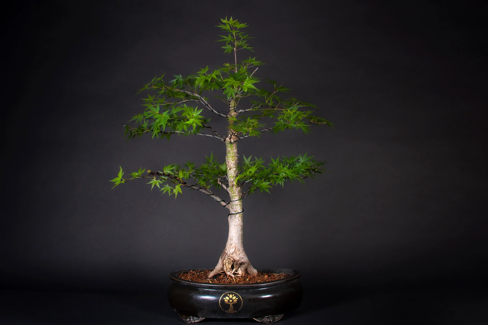 melograno bonsai Bonsai Melograno Nana 7 Anni I Giardini di Giulia — i Giardini di Giulia
