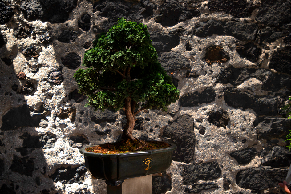 Bonsái Hinoki Características, Cuidados Y Más • (盆栽) Shenji Kai