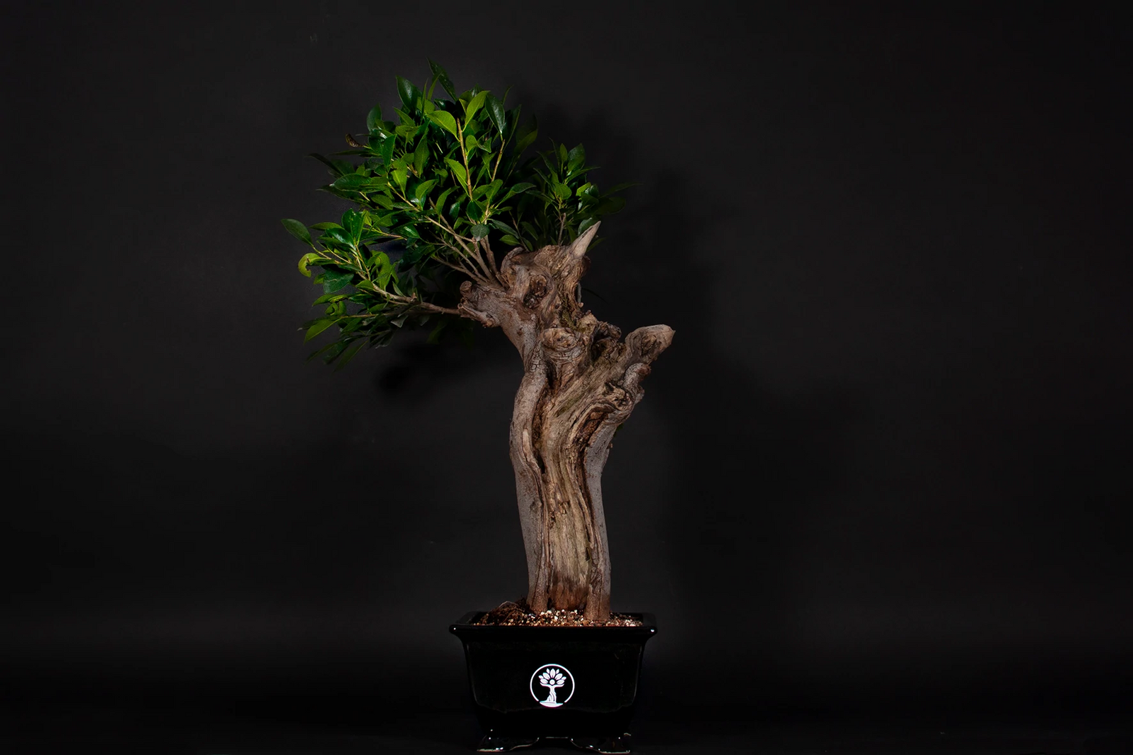 Bonsi Laurel de la India  ()  Shenji Kai