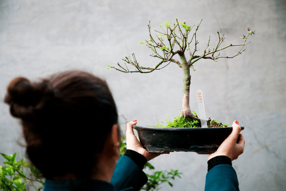 Mi bonsái se está secando ¿Qué hago? Shenji Kai
