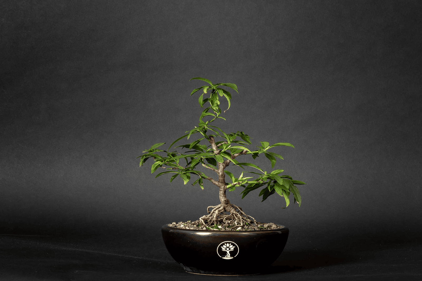 Prunus Persica: bonsi de durazno primaveral  Shenji Kai