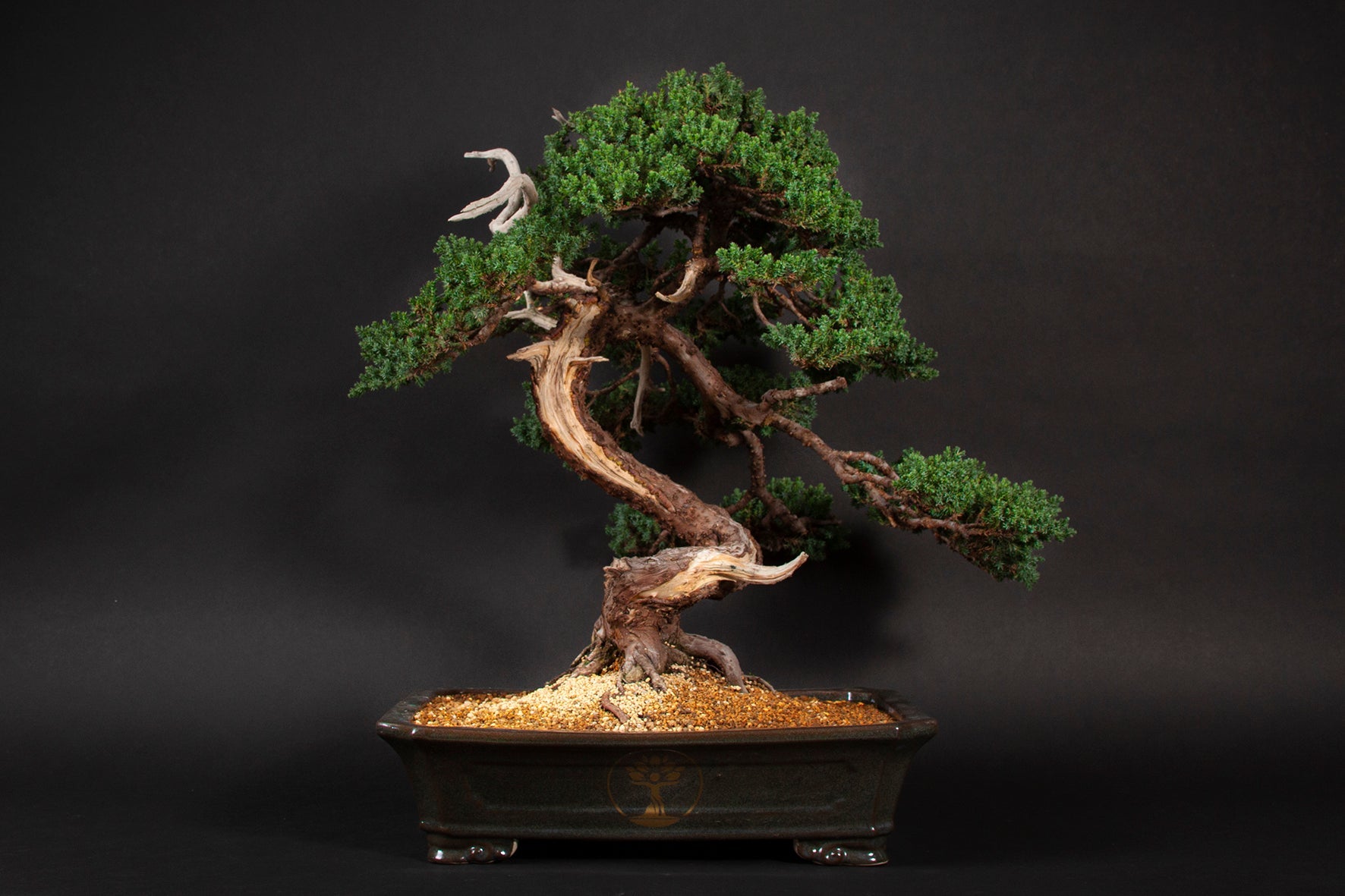 orange dream bonsai Japanese Red Maple – Bella Bonsai Nursery main image 1