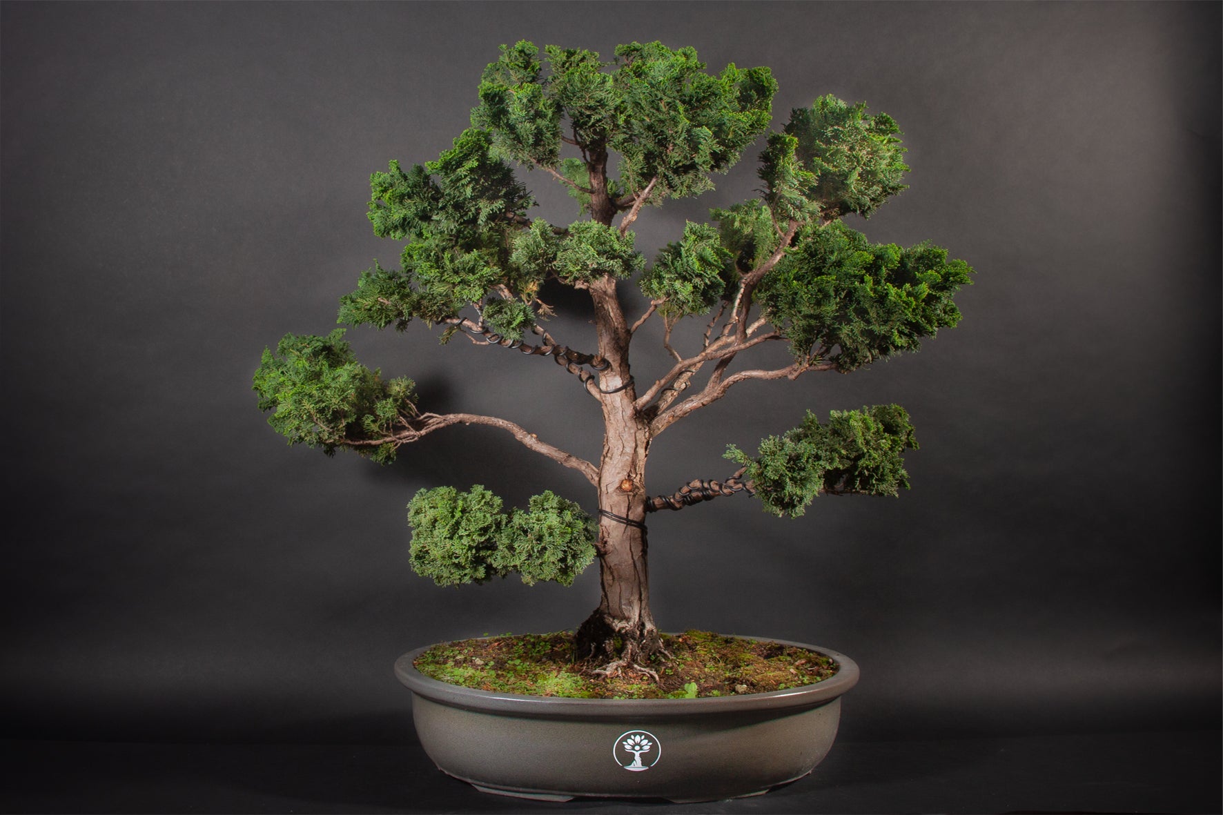 zimmerbonsai bonsai arten Carmona microphylla ca. 20 cm – Fukientee Bonsai Zimmerbonsai immergrü –  Blumen-Senf® main image 1