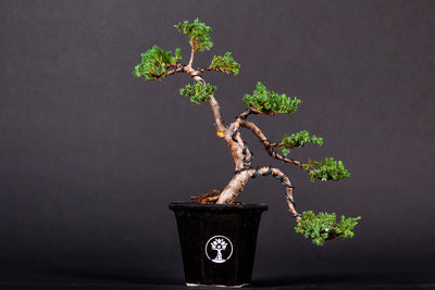 Junípero bonsái