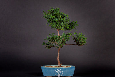 Árbol bonsái cryptomeria japónica