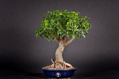 Bonsái Ficus Benjamina