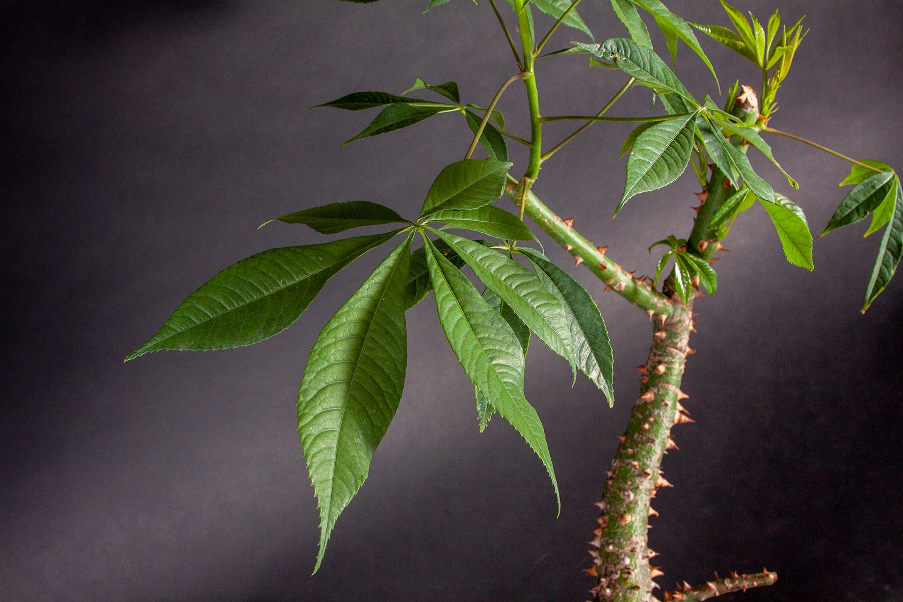 Ceiba Pentandra – Shenji Kai