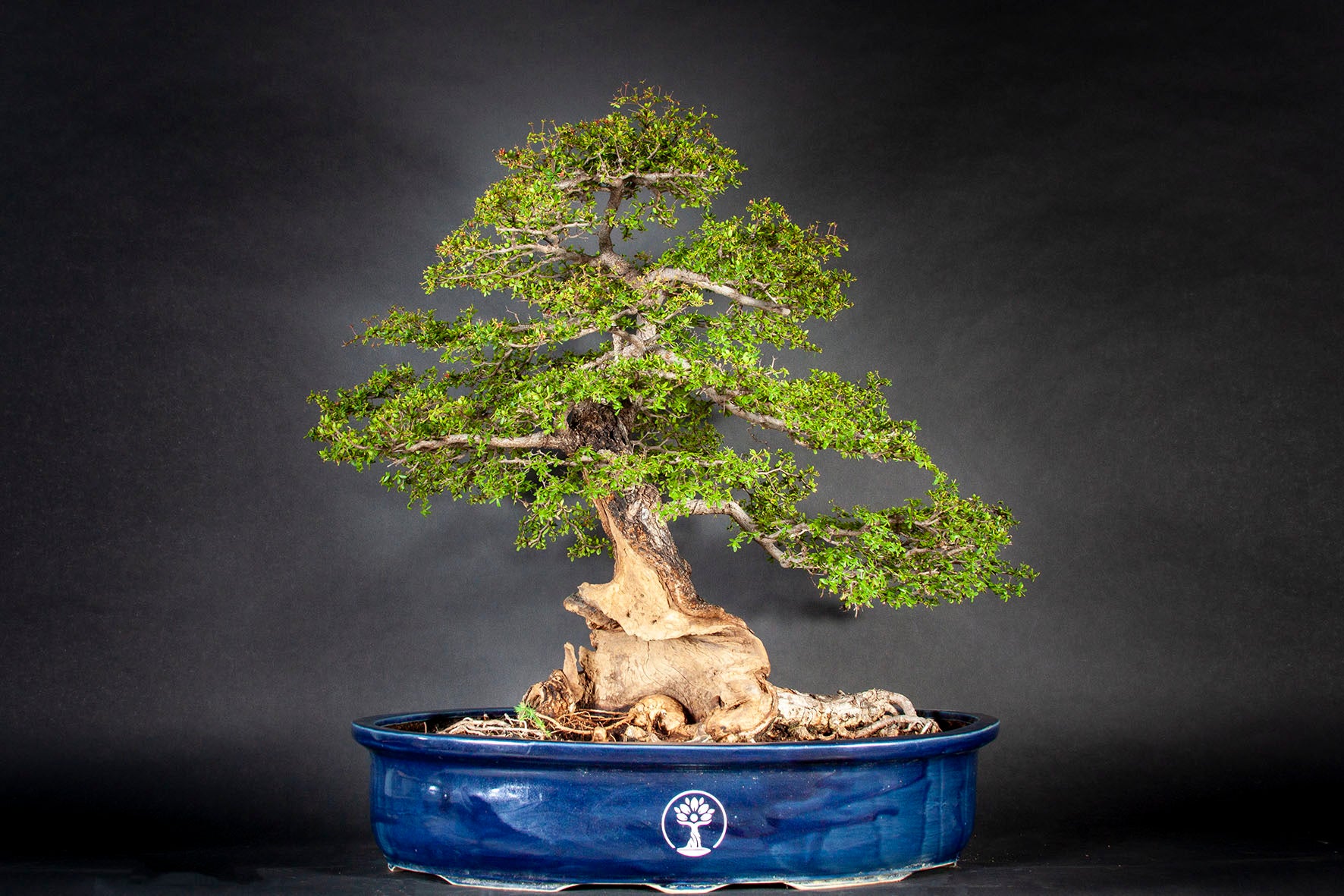Busida Bucida Spinosa – Shenji Kai