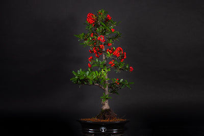 Árbol pingüica