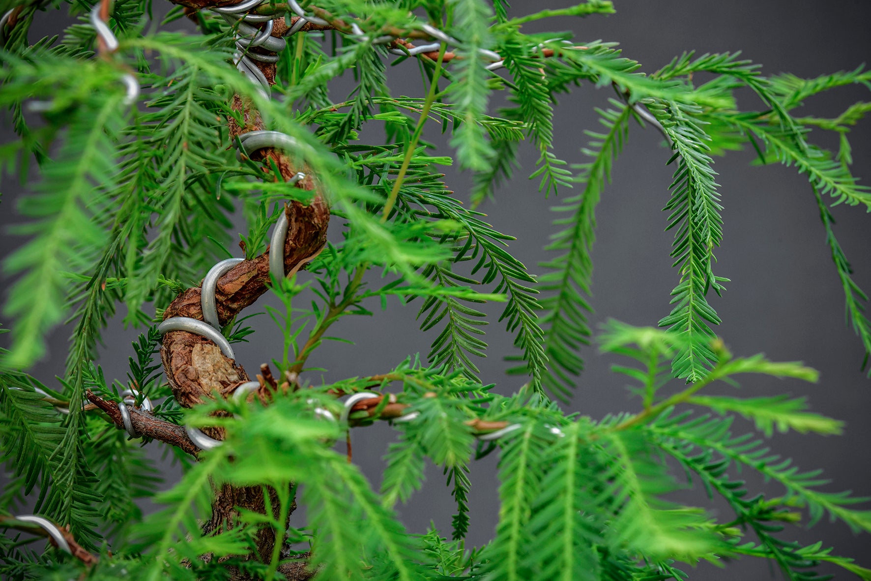 Árbol Bonsái Ahuehuete Chaac • (盆栽) - Shenji Kai