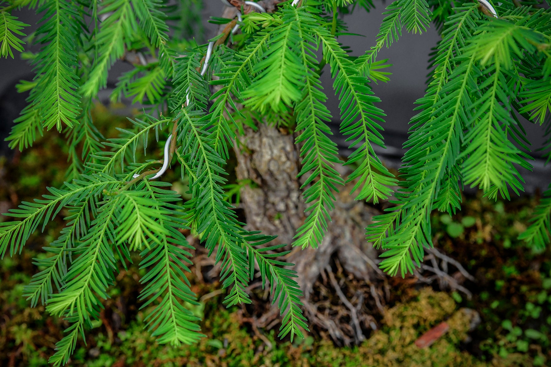 Árbol Bonsái Ahuehuete Chaac • (盆栽) - Shenji Kai