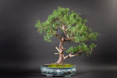 Árbol Bonsái Junípero San José Jin