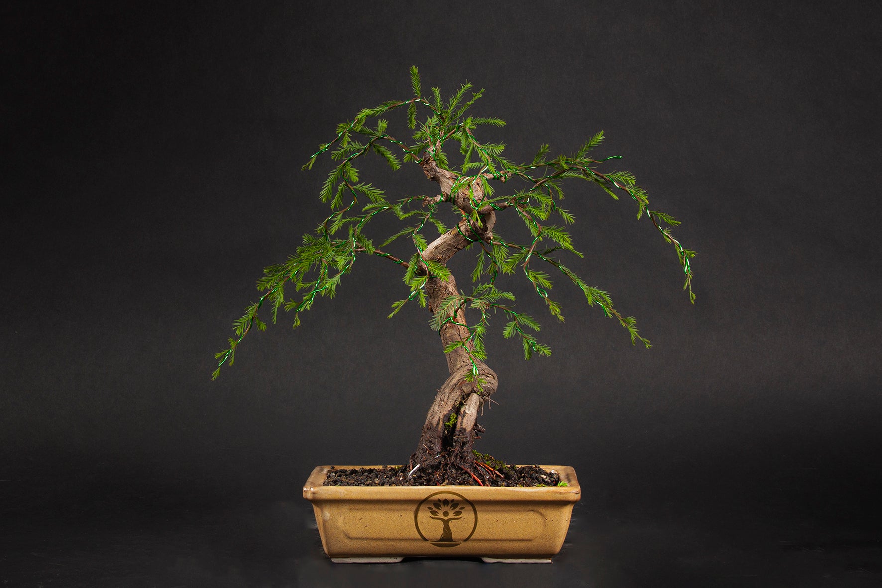 Árbol Bonsái Ahuehuete Chaac • (盆栽) - Shenji Kai