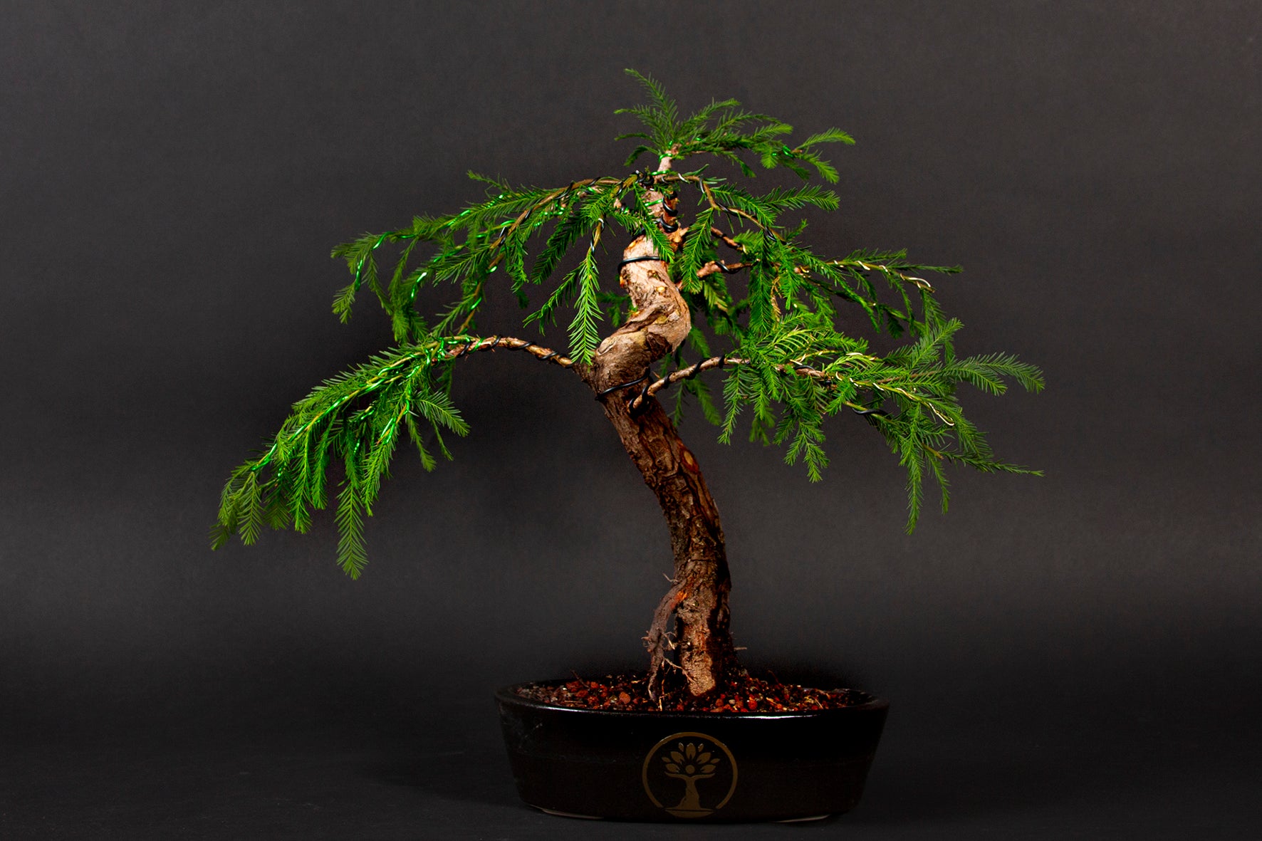 Árbol Bonsái Ahuehuete Chaac • (盆栽) - Shenji Kai