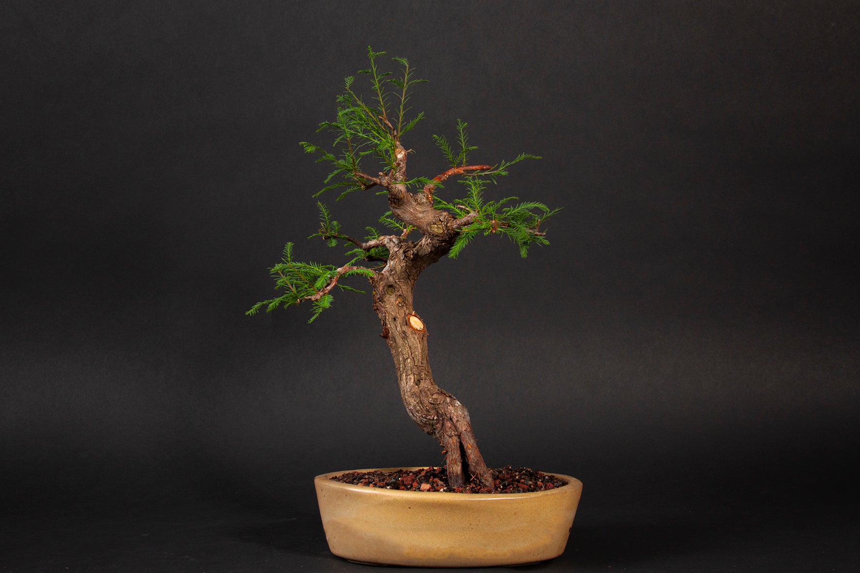 Árbol Bonsái Ahuehuete Chaac • (盆栽) - Shenji Kai