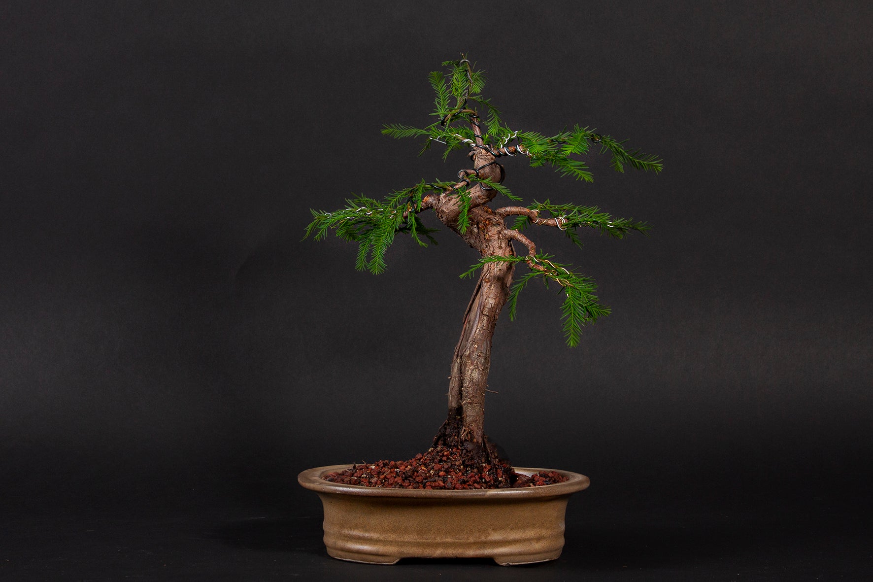 Árbol Bonsái Ahuehuete Chaac • (盆栽) - Shenji Kai