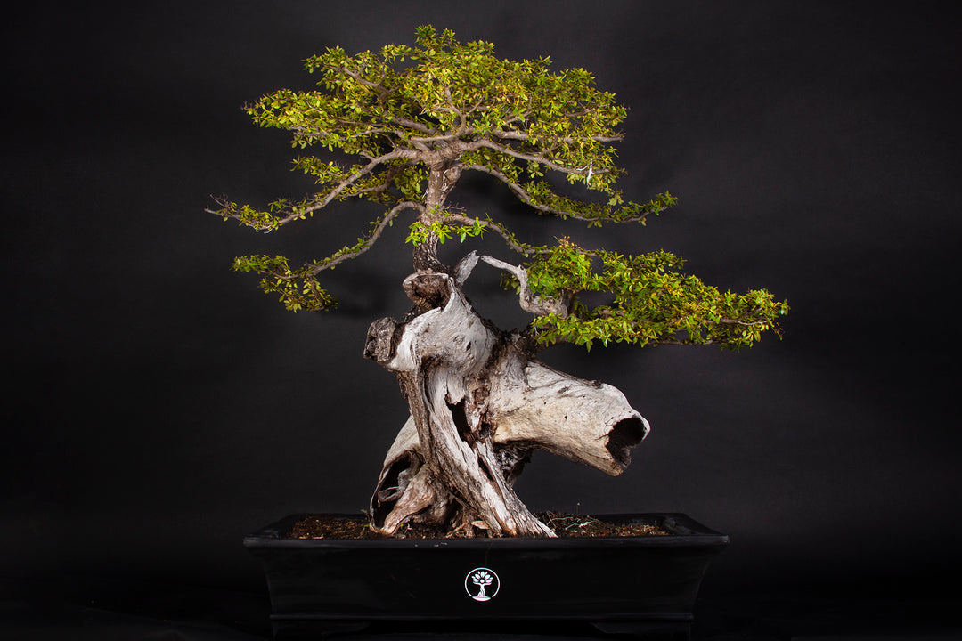 bonsai arten fr drinnen Juniperus Bonsai Baum  Indoor-Bonsai